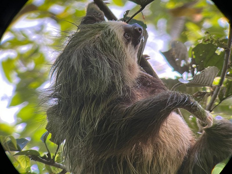Close-up shot of a three-toed sloth in a tree in Tamarindo, Costa Rica