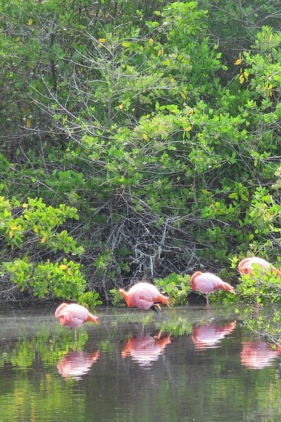 A flamboyance of flamingos in a lagoon on Isabela Island, Galápagos, Ecuador