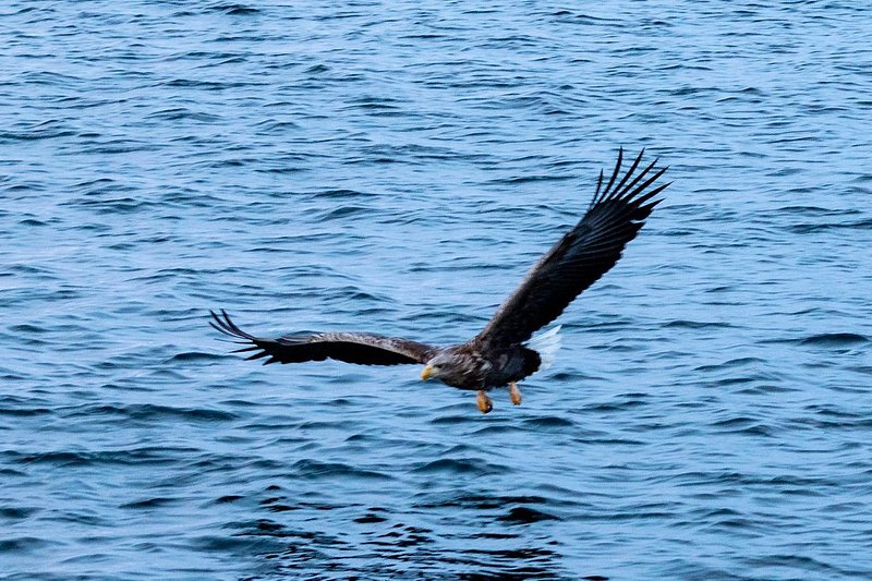 Close-up shot of a white-tailed eagle, or sea eagle, swooping close to the sea in Tromso, Norway