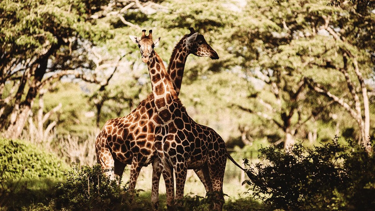 Two giraffes roaming around a forested area in Nairobi, Kenya