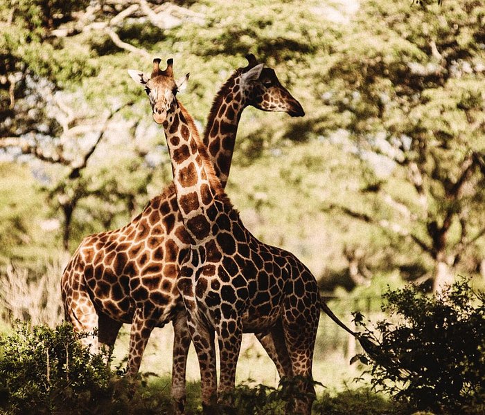 safari park hotel nairobi nightclub