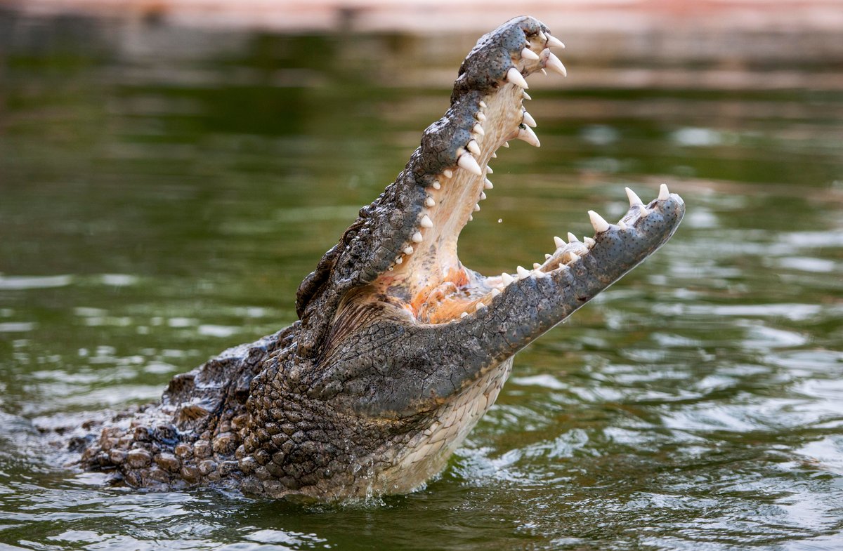 Dubai Crocodile Park, Дубай: лучшие советы перед посещением - Tripadvisor