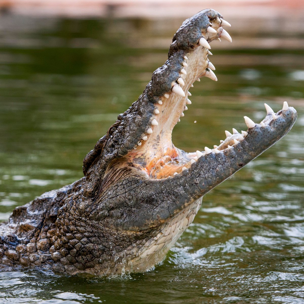 Dubai Crocodile Park, Дубай: лучшие советы перед посещением - Tripadvisor