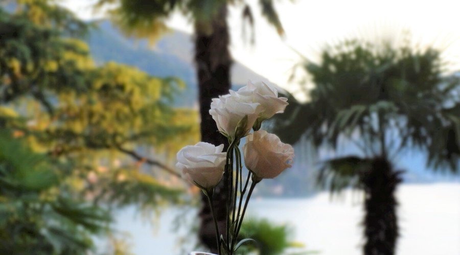 Vista sul lago e sulle palme, dalle camere dell'hotel.