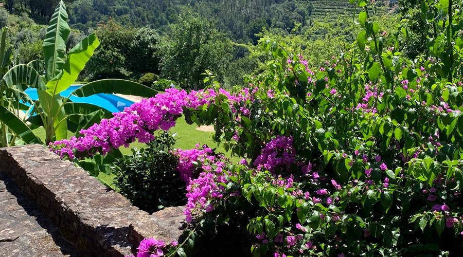 Wonderful bougainvillea 