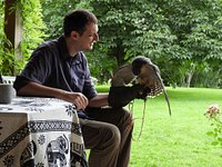 The Cumberland Bird of Prey Centre.