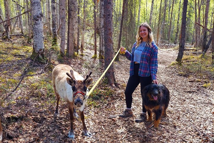 2024 A Walk In The Woods With REINDEER   Caption 