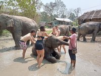 Pongern Elephant Family (Chiang Mai) - All You Need to Know BEFORE You Go  (with Photos) - Tripadvisor