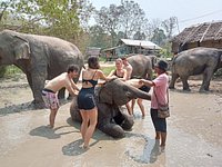 Pongern Elephant Family (Chiang Mai) - All You Need to Know BEFORE You Go  (with Photos) - Tripadvisor