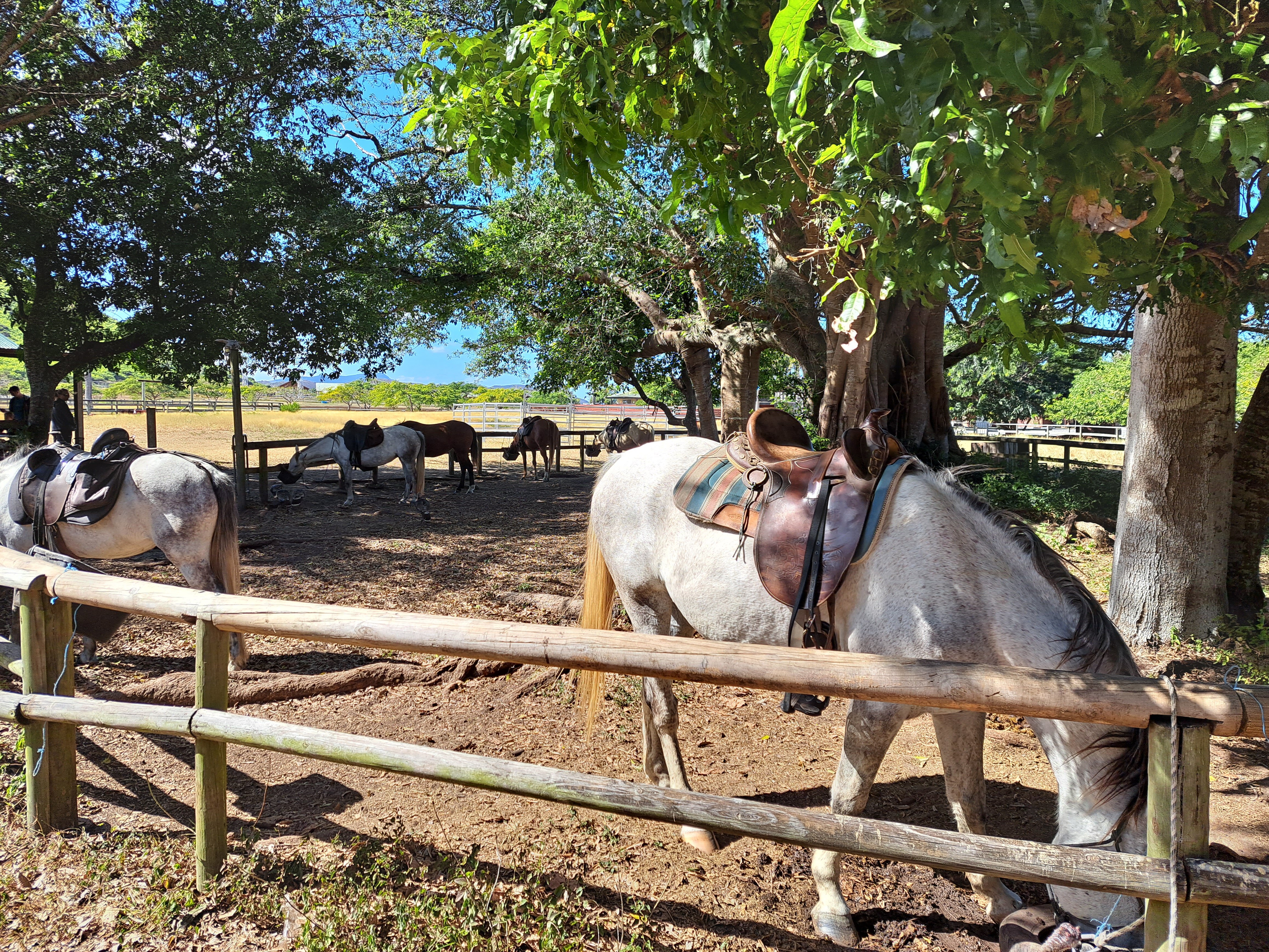 FAR WEST RANCH Bourail Ce qu il faut savoir pour votre visite