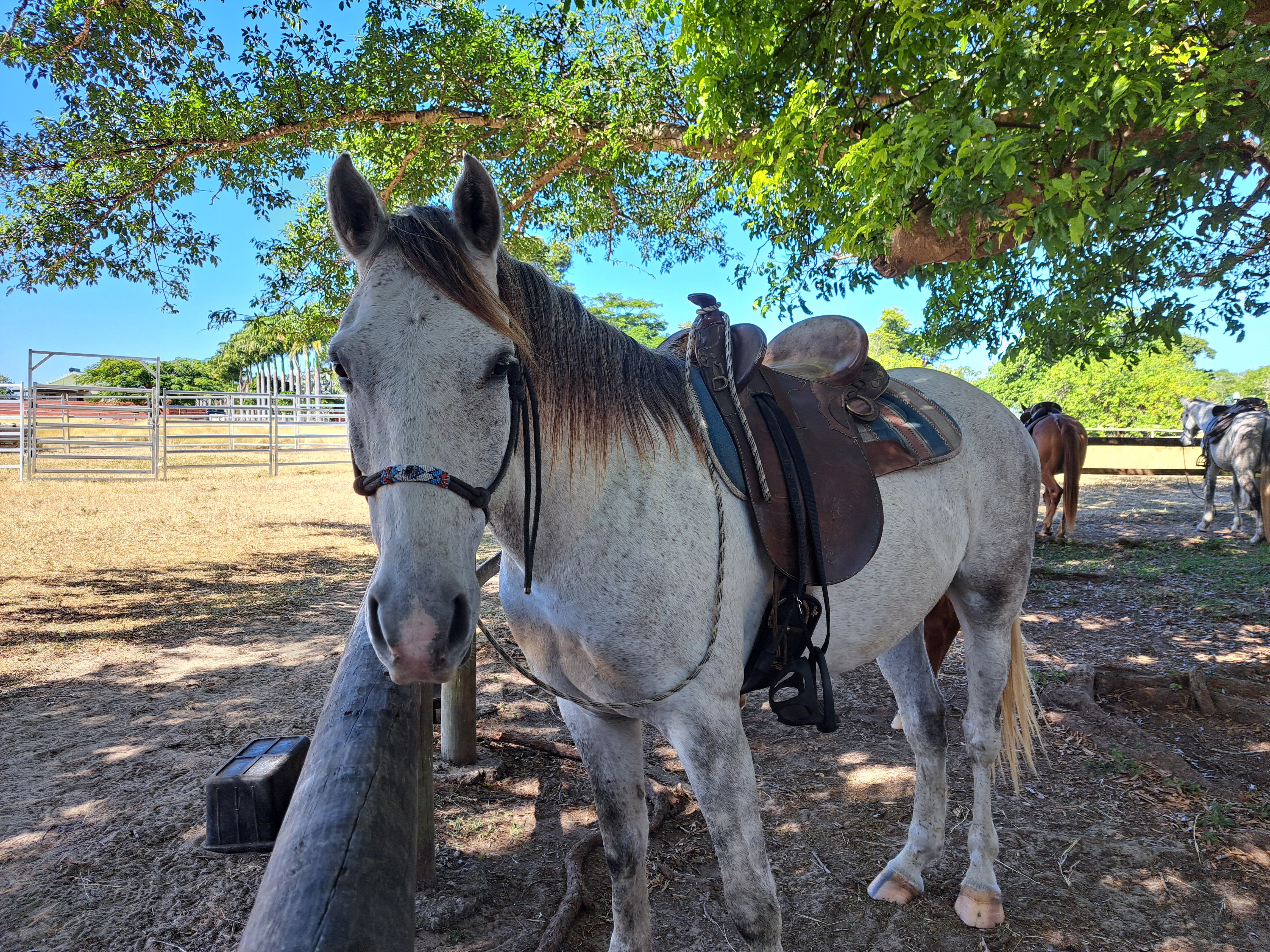 FAR WEST RANCH Bourail Ce qu il faut savoir pour votre visite