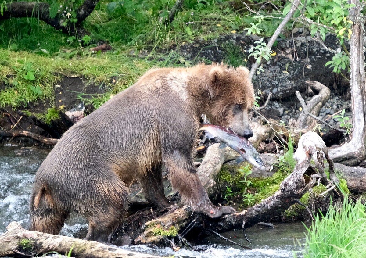 KODIAK BROWN BEAR CENTER - Specialty Hotel Reviews (AK)