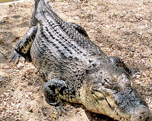 Leading lifestyle brand Crocodile celebrates 10 years in Sri Lanka