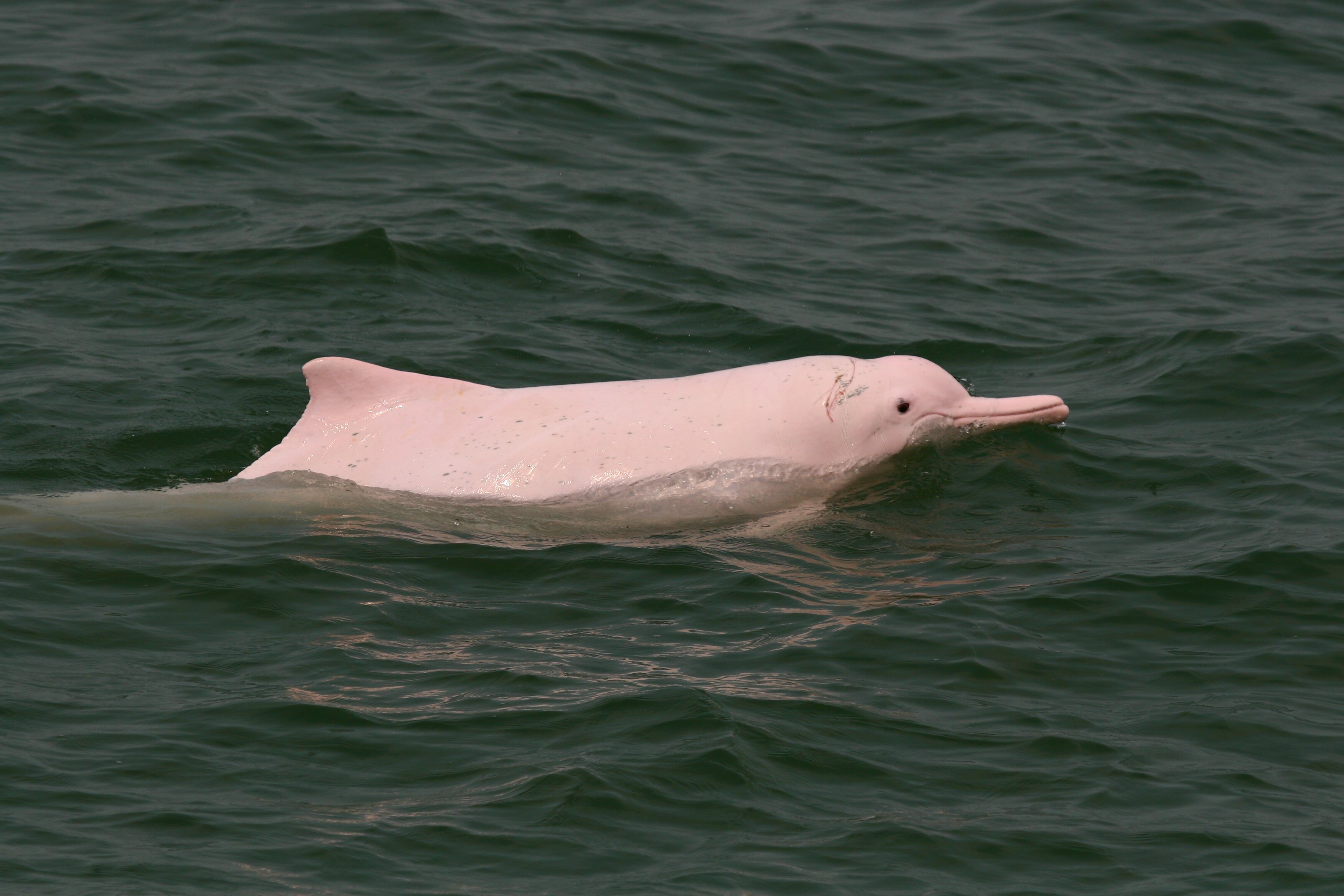 Dolphin オーシャンドルフィンピンク
