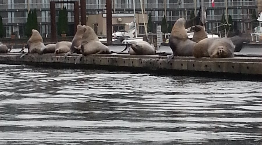 The Sealions annual visit is each autumn. 