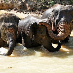 doi inthanon tour elephant sanctuary trekking trail