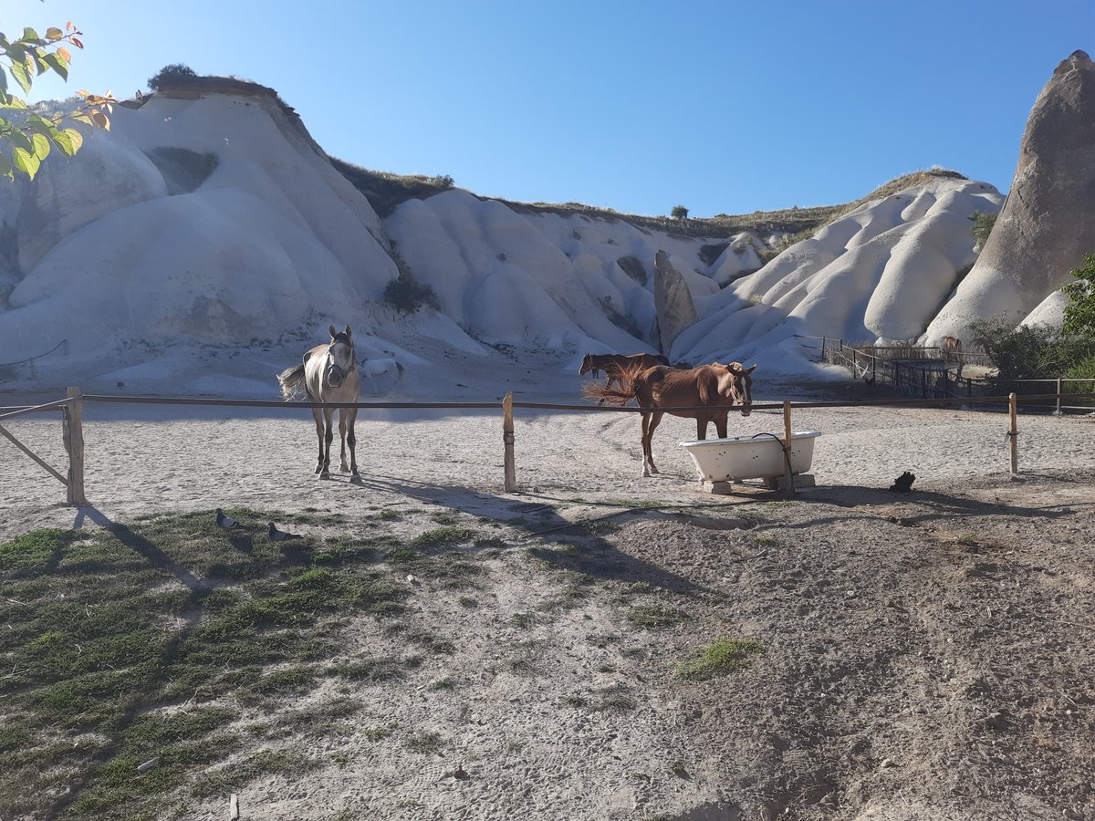 Lucky Horse Ranch, Гёреме: лучшие советы перед посещением - Tripadvisor