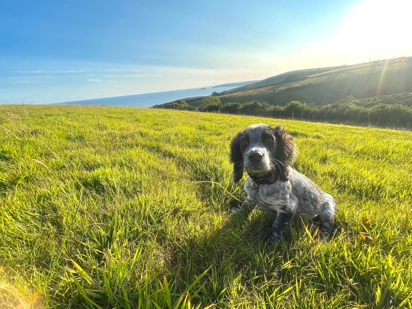 TREWALL FARM CAMPSITE - Campground Reviews (Downderry, England)