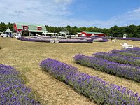 Le Café – Fragrant Isle Lavender Farm & Shop