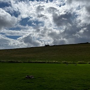 The T Barn Campsite - The view of the cow fields
