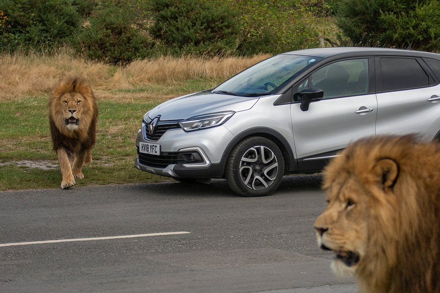 midlands safari park