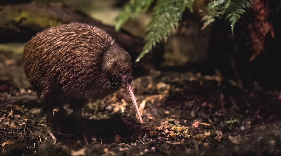 Kiwi 