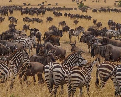 Luxury Migration Safari in November and December in Tanzania (HerdTracker)  (11 days)