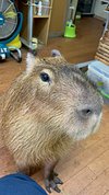 Capybara Land PUIPUI (Yokohama) - All You Need to Know BEFORE You Go (with  Photos) - Tripadvisor