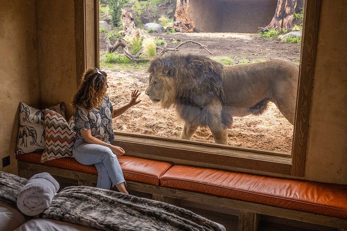 Lion Lodge bedroom