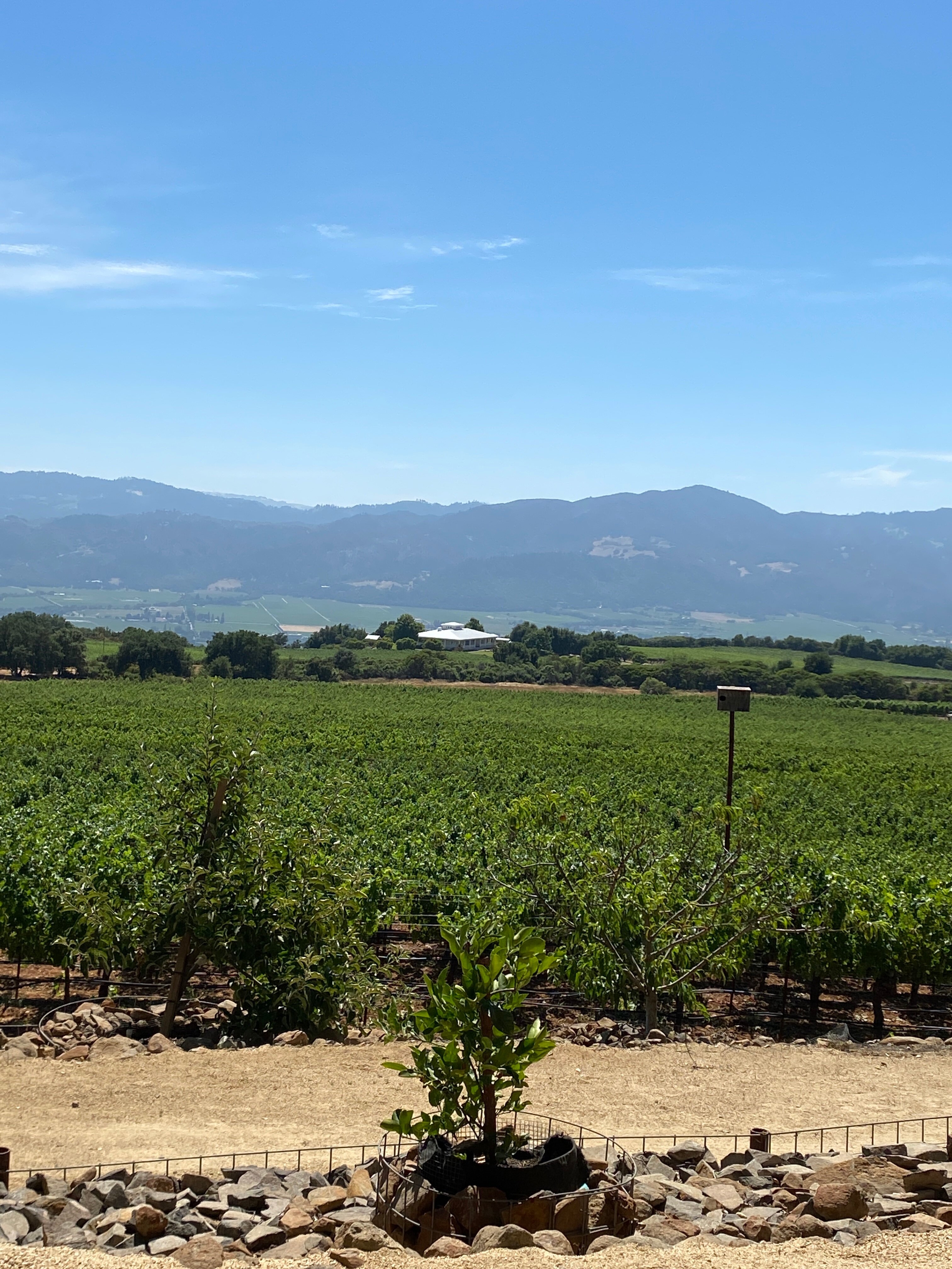 Napa Valley Boutique Wine Tours All You Need to Know BEFORE You