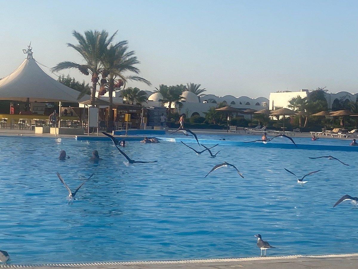 GORGONIA BEACH RESORT - Updated 2024 Prices & Hotel Reviews (Marsa Alam,  Egypt)