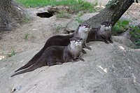 Trois bébés loutres nés en juin au parc zoo Reynou sont désormais visibles  par les visiteurs - Le Vigen (87110)