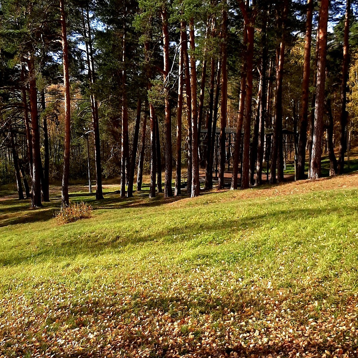 Турист парк красная слудка. Ростовская область Каменский район Мишкин лес турбаза. Мишкин лес Россия, Ростовская область, Каменский район. Сосновый Бор Ростовская область. Мишкин лес база отдыха Каменский район.