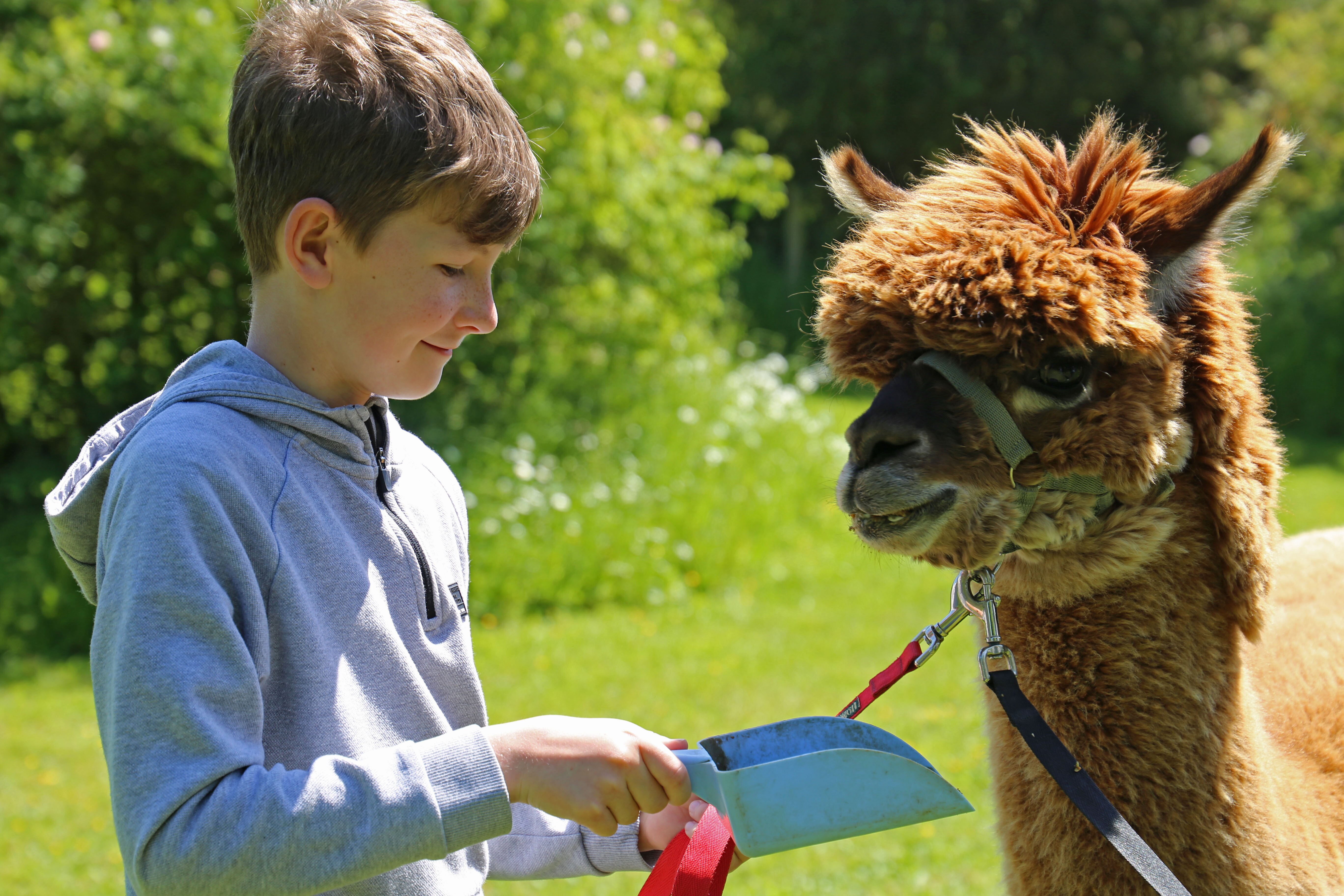 THE ALPACA CENTRE AT JANDJ ALPACAS All You Need to Know BEFORE