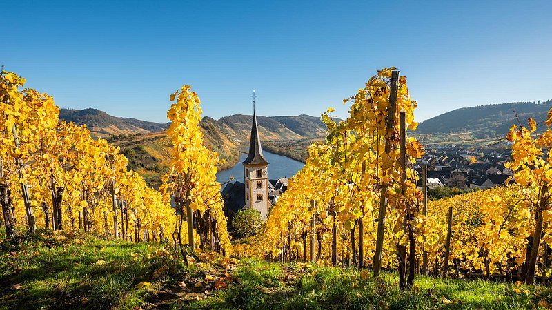 View of vineyards and Moselle River in the Moselle Valley in autumn