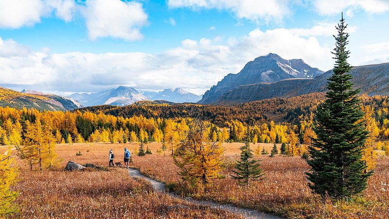 Couple hiking on trail in autumn at Banff Na tional Park