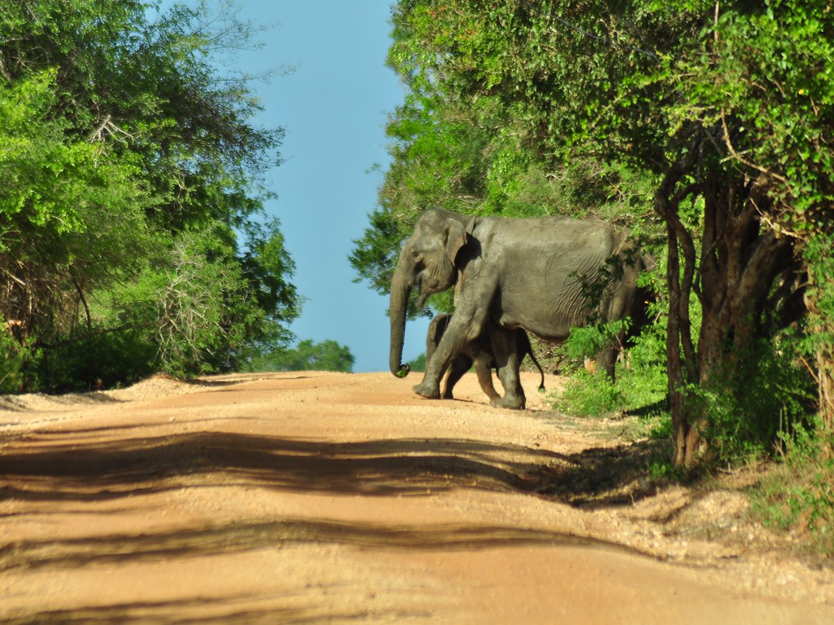 Bigcat Safari Yala - All You Need to Know BEFORE You Go (2024) - Tripadvisor