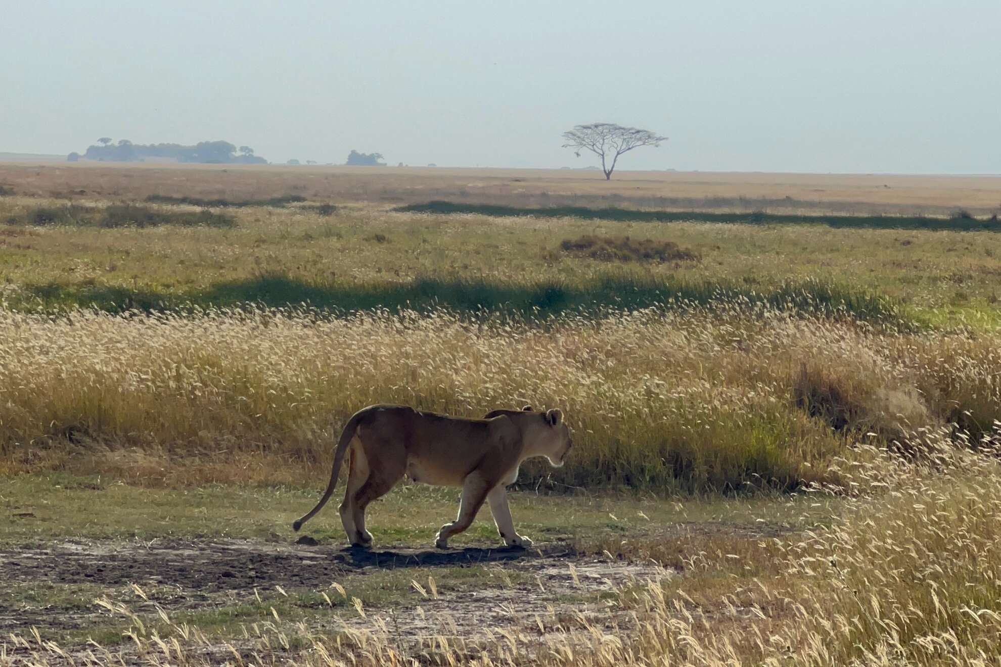 Lizzy Adventures (Arusha, Tanzania): Address, Phone Number - Tripadvisor