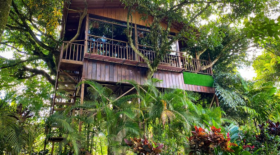 Experience the exquisite comfort of our Deluxe Tree House at Heliconias Nature Inn. Nestled in the heart of the rainforest, this rustic retreat offers stunning views and all the essentials for a relaxing stay. Immerse yourself in nature without sacrificing comfort in this fantastic treetop hideaway.