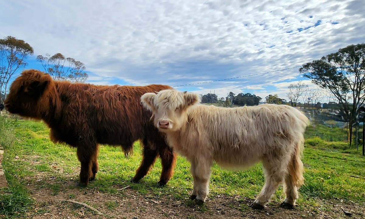 Bon Rean Highland Cows » Visit Wollondilly