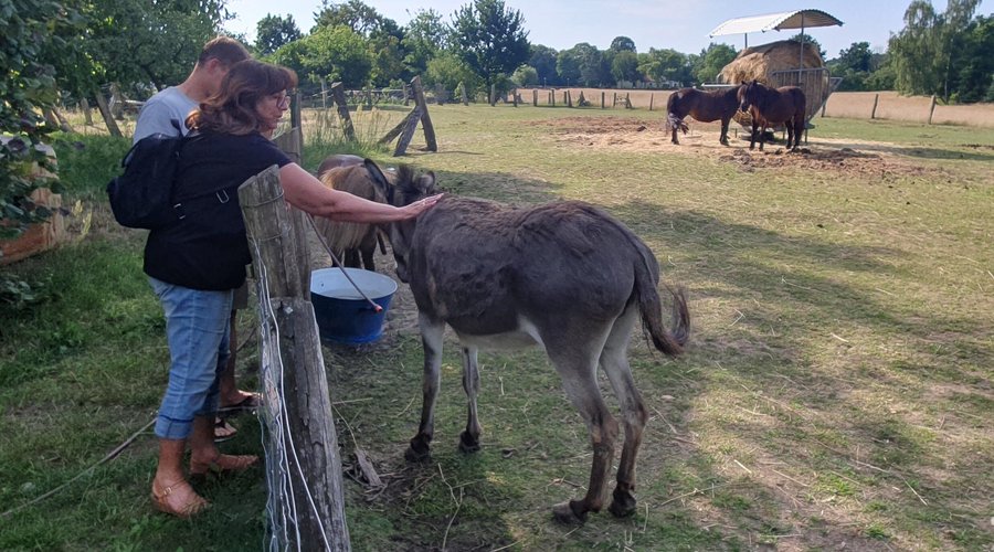 Esel und Pferde direkt am Hotelgarten