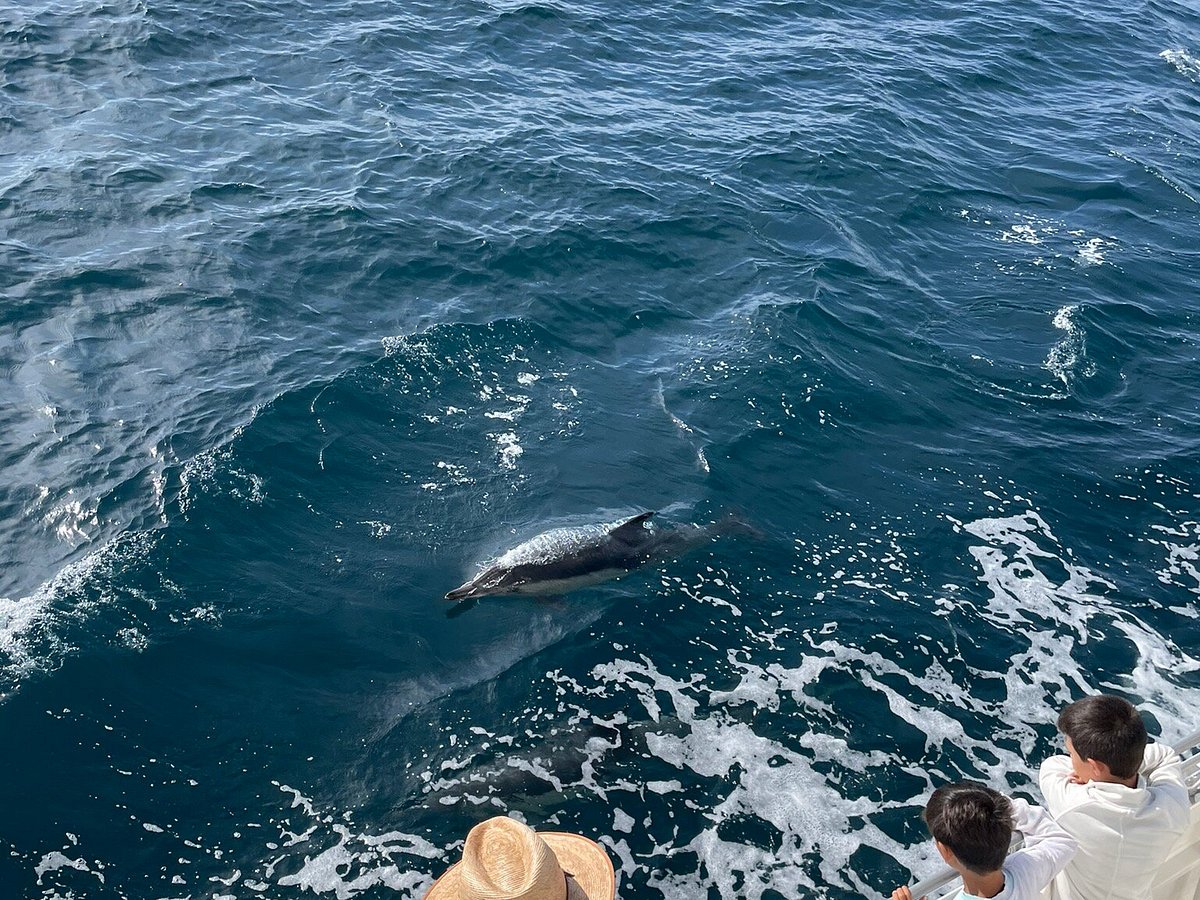 dolphins swimming near our boat - Picture of Island Packers, Ventura -  Tripadvisor