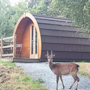 Each pod is built of pine and larch, and blends in to the surrounding countryside. We don't use concrete, to keep our footprint light, and pride ourselves on our eco-credentials.