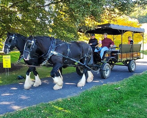 The last horse-drawn carriage in Seattle