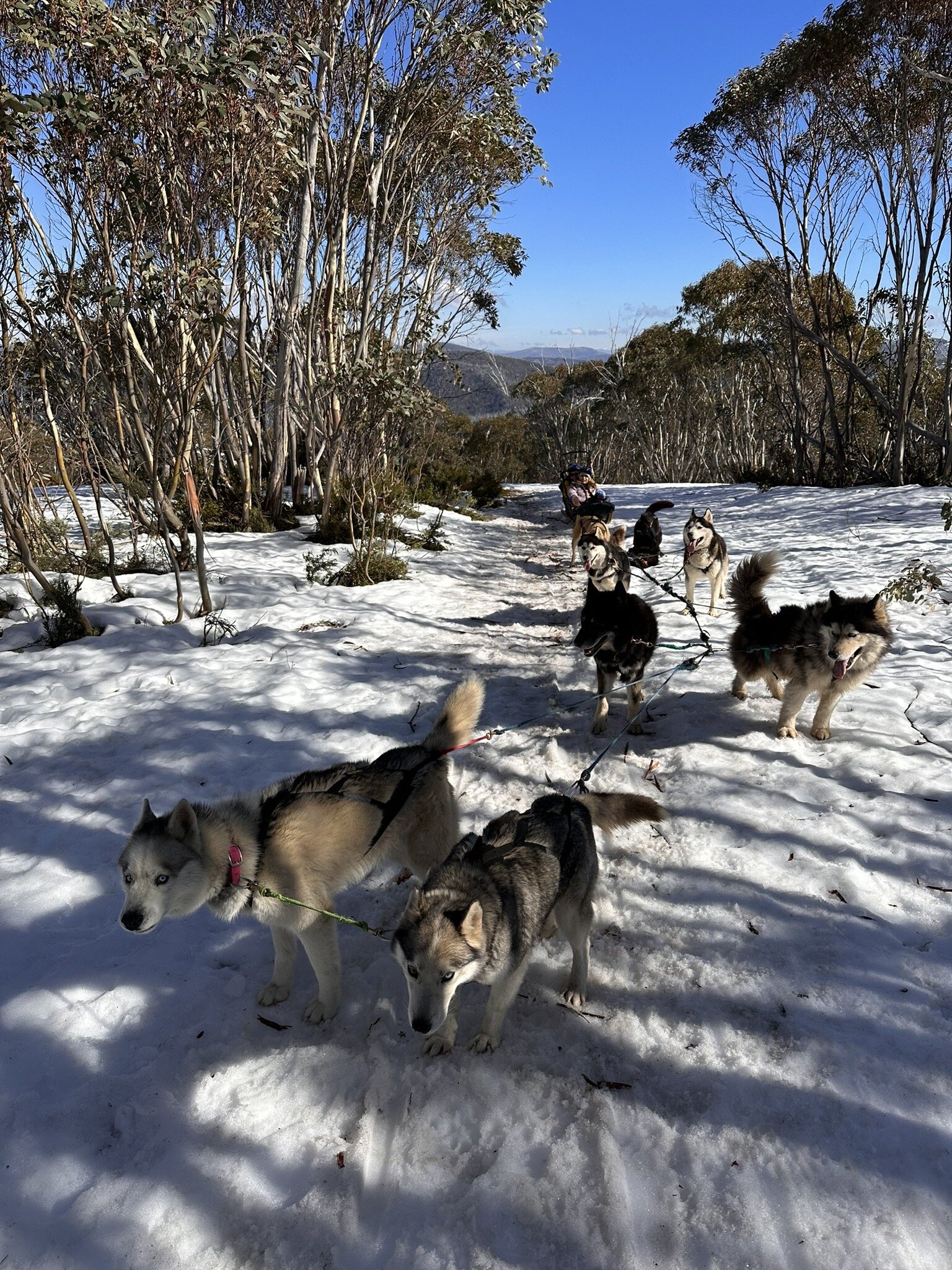 Mt baw hot sale baw dog sled