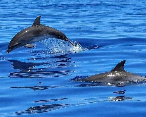 dolphin cruises st pete