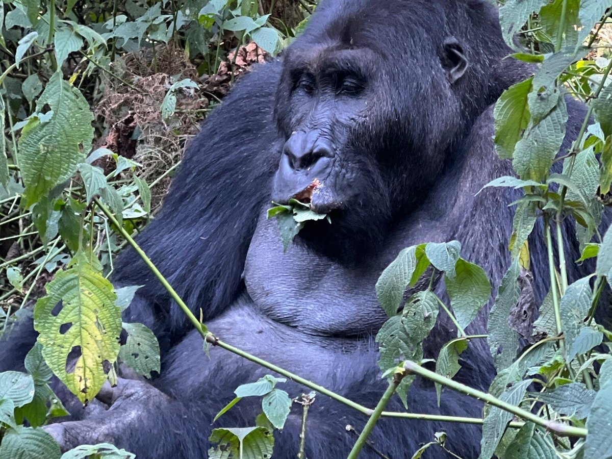 Congo Tourism Gate CTG, Goma: лучшие советы перед посещением - Tripadvisor