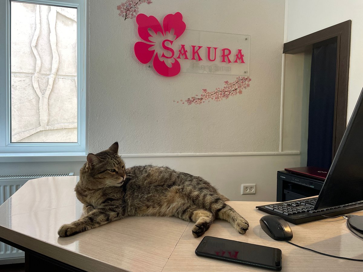 SAKURA INN (Фергана) - отзывы, фото и сравнение цен - Tripadvisor