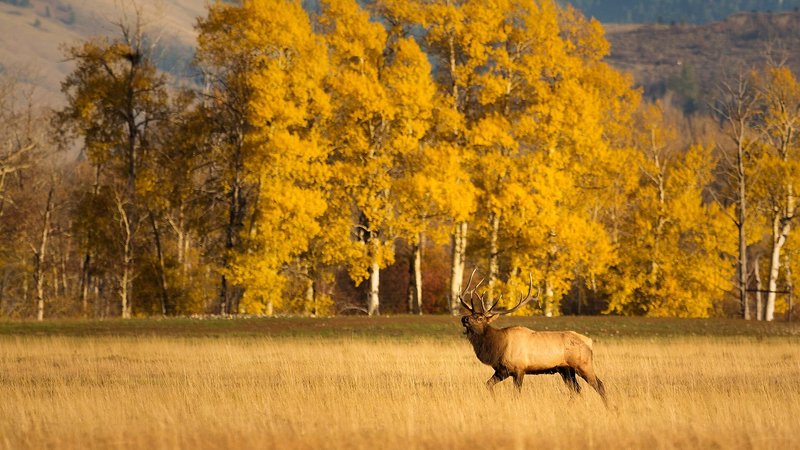 An elk surrounded by fall foliage at Yellowstone National Park 