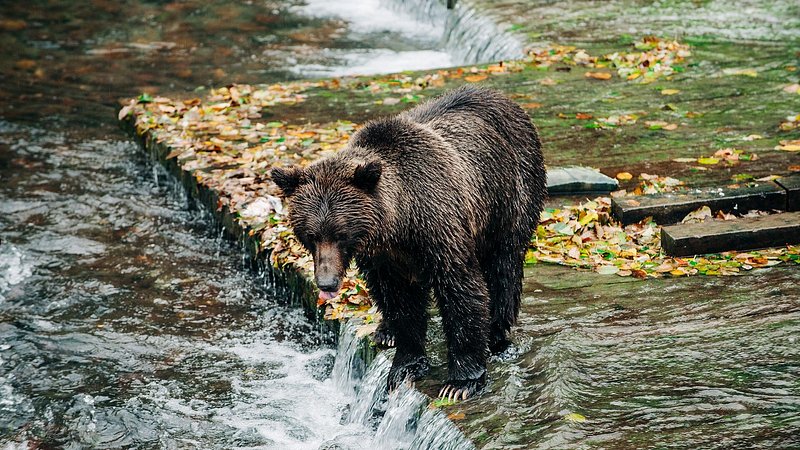 A large grizzly bear hunting for salmon in river, Campbell River, British Columbia 